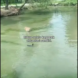 harimau nya sampe bingung😄#fypシ