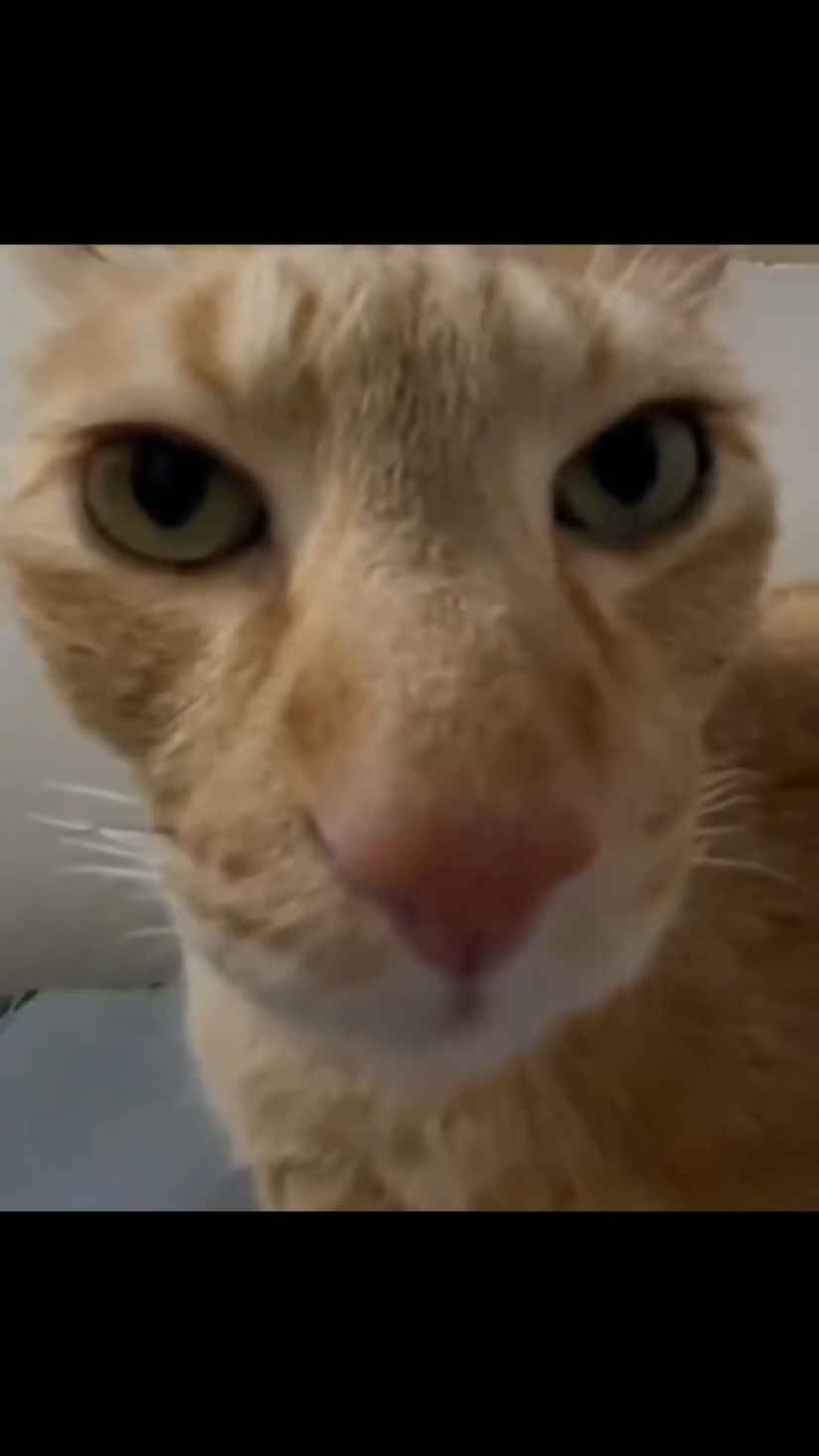 Cat transition 🐈 | @Vibes 🐺 #funnyvideo #meme #cat #cats #catsoftiktok #catslovers #transition #kiss #vibes1575 #vibes7515 