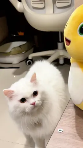 Oti vs naga kuning, siapa yg menang? #kootie #remov #nanosilver #colloidalsilver #obatkucing #nailong @REMOV.ID #CapCut 