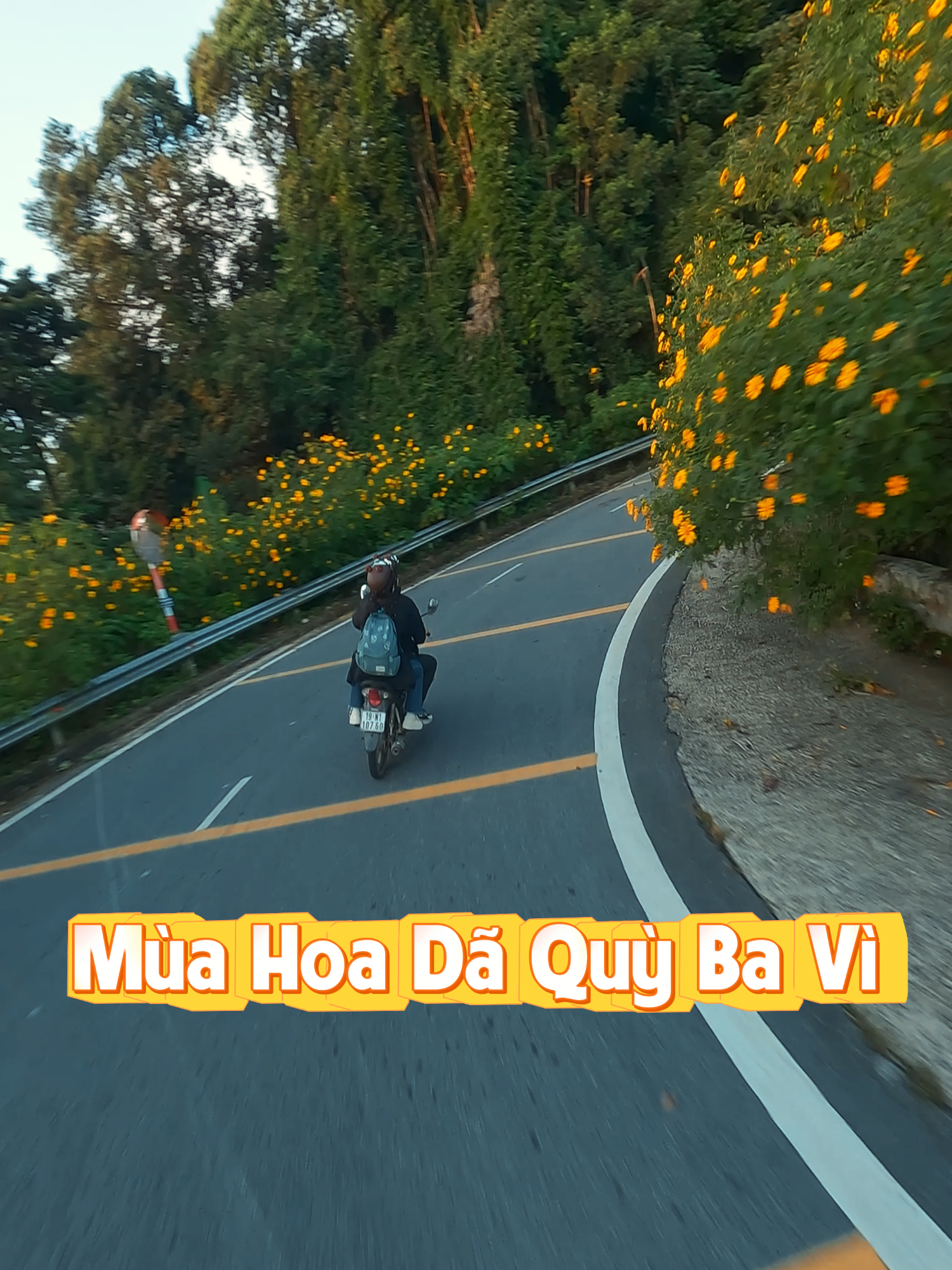 Một mùa hoa Dã Quỳ nữa lại tới #fpv #hoadaquy #bavi #fpvlife