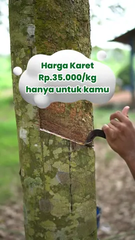 Harga Karet hari ini sampai Rp.35.000/kg mau? Taniyuk sedang membuka peluang kemitraan untuk 1000 petani karet yang berada di Banyuasin. kalau kamu berada di banyuasin yuk segera menjadi mitra Taniyuk. hub no admin klik link di bio! #HargaKaret #sadapkaret #dereskaret #norehkaret  #pohonkaret #petanikaret #karetalam #getahkaret #Taniyuk #karet #agriculture #tanamanhutan #naturalrubber #banyuasin 