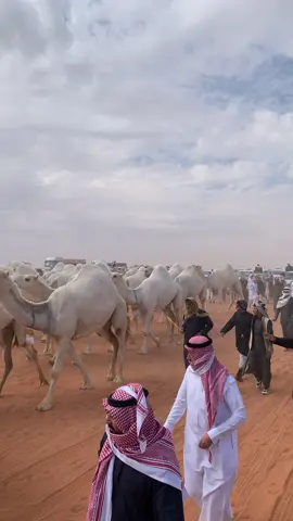 #الوضح #النهدي_النايلات_الصياهد_المزاين #شروره #fyp 