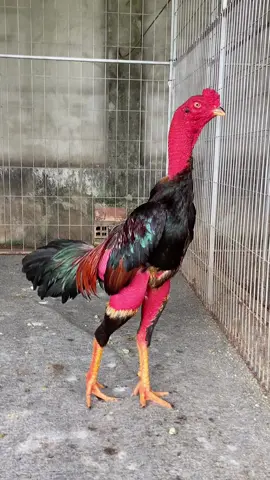Mới 3 lần mà thấy Ok