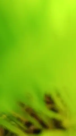 #mulsa #tanpaolahtanah #basawahpokokmurah #paditanpaolahtanah #fyp 