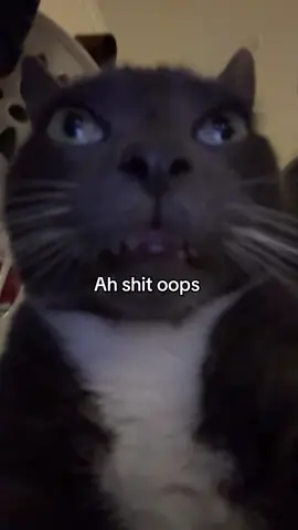 Oopsie #fyp #foryou #dog #cat 