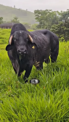 🔥Boiada Cia De Rodeio AL Bulls /Adilson Lepca #maquinadepulo #rodeio #peaoderodeio #rodeiopaixao #tourosdepulo #tourosderodeios   