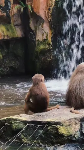 NIH YANG PADA MINTA MENTAHAN, Ambil aja sok. jangan lupa tinggalkan jejak sama follow 😁 #monyetlucu #monyet 