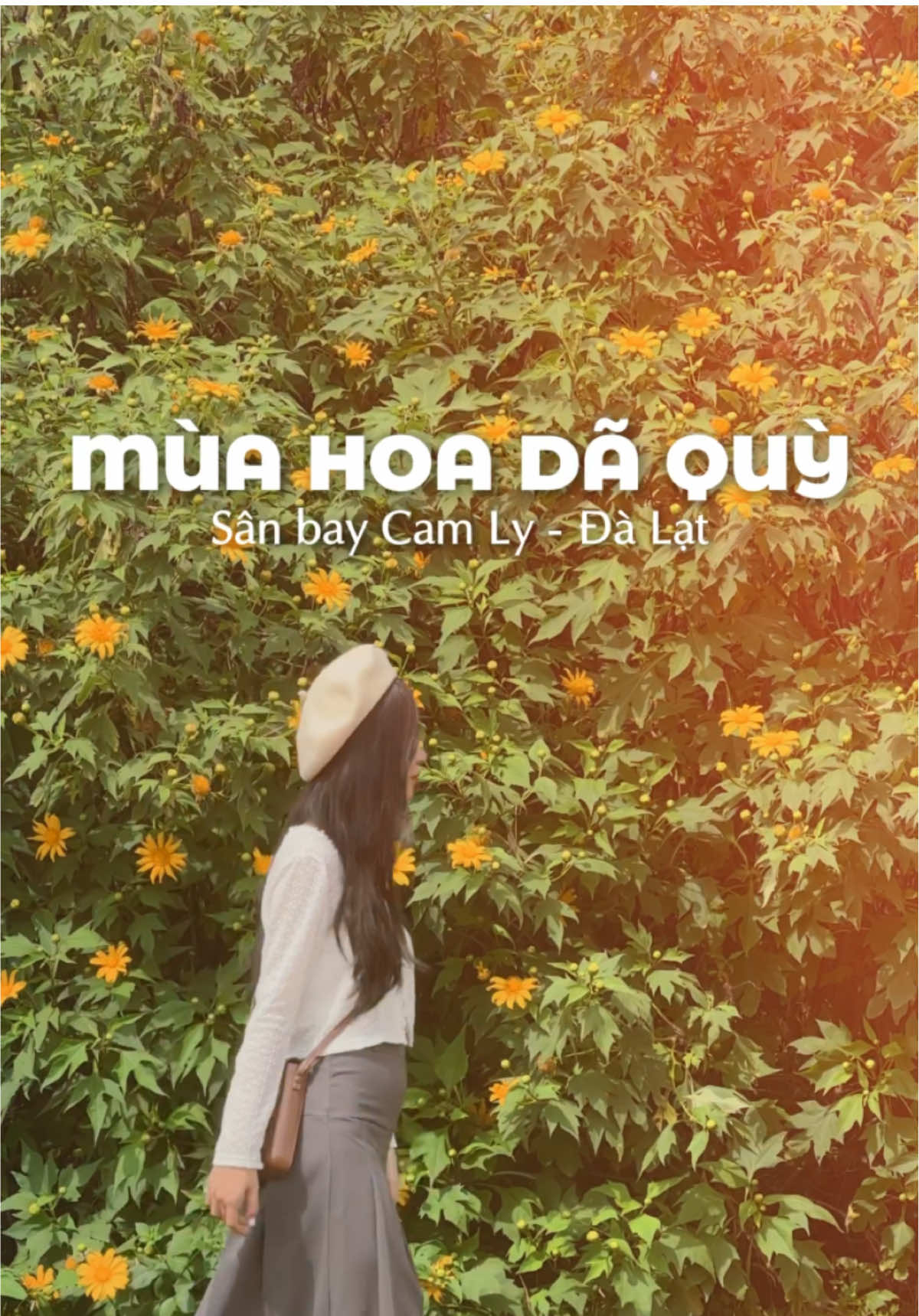 Mùa Dã Quỳ Đà Lạt lại nở rộ, mình cũng đăng liền chiếc video mùa dã quỳ năm ngoái ở Sân bay Cam Ly 🌷🌿 #dalat #fyp #xh #dulich #hoadaquy 
