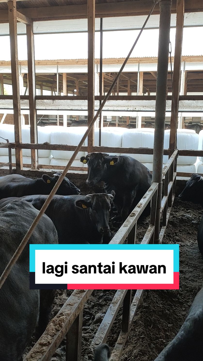 kalau duduknya seperti itu biasanya ada kelainan(sakit).#fypシ #fypシ゚viral  #masukberanda #farmlife #farm #farming #peternak #peternakmuda #peternaksapiindonesia #peternakan #peternakanjepang #和牛 #peternakansapijepang #kenshuseijapan🇮🇩🇯🇵🎌 #kenshuuseijapan🇮🇩🇯🇵 #magangjepang #japanlife #tokuteiginou #wagyu #wagyubeef #perantau #bugis #bugistiktok #bugisjepang #sulsel #Sidrap 