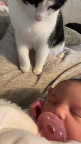 #cat #catsoftiktok #fyp #foryou 