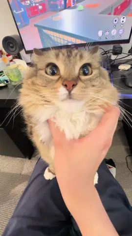 Engine is running! #catsoftiktok 