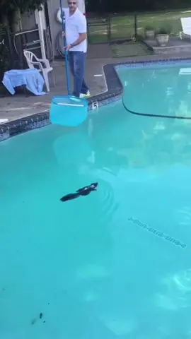 Baby skunk drowning luckily saved by this man #animals #rescueanimals #animalsoftiktok #animallover #skunk 