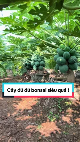 Những chậu cây đu đủ bonsai siêu quả phục vụ anh ( chị ) dịp tết 20225 #caychoitet #tet2025 #caysanvuon #caydudu #trungkiengarden 