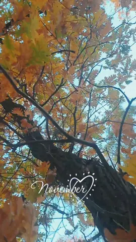 #рекомендації #осінь #november #🧡