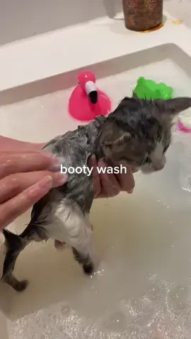 so goofy #kitty #cats #catsoftiktok #mittens #kittybath #Vlog 