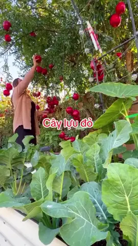 Cây lựu đỏ ấn độ trái thấy mê #câygiốngngacao #vuoncayantrai #thichtrongcay #uocduoclenxuhuong #xuhuongtiktok #thinhhanh 