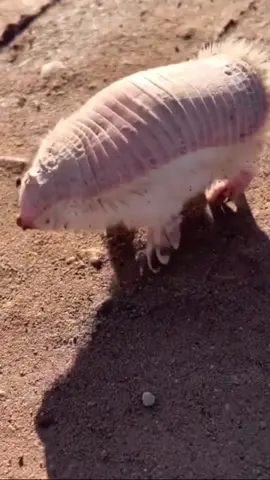 The Elusive Pink Fairy Armadillo #animals #animalsoftiktok #fyp #fypシ 