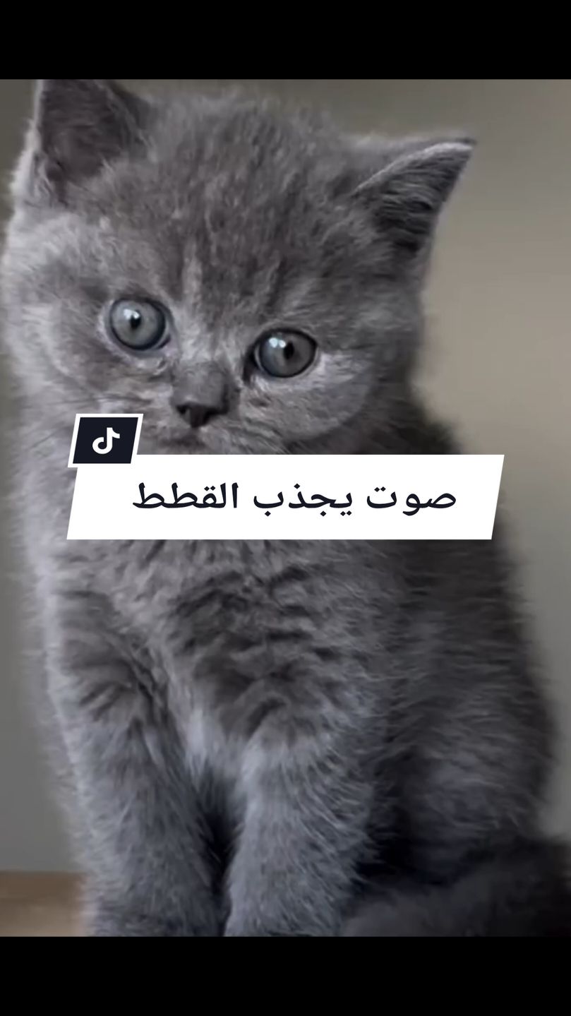 صوت يجذب القطط #creatorsearchinsights #catsoftiktok #catlovers #cute #catloversoftiktok #cutecat @cat lovers 