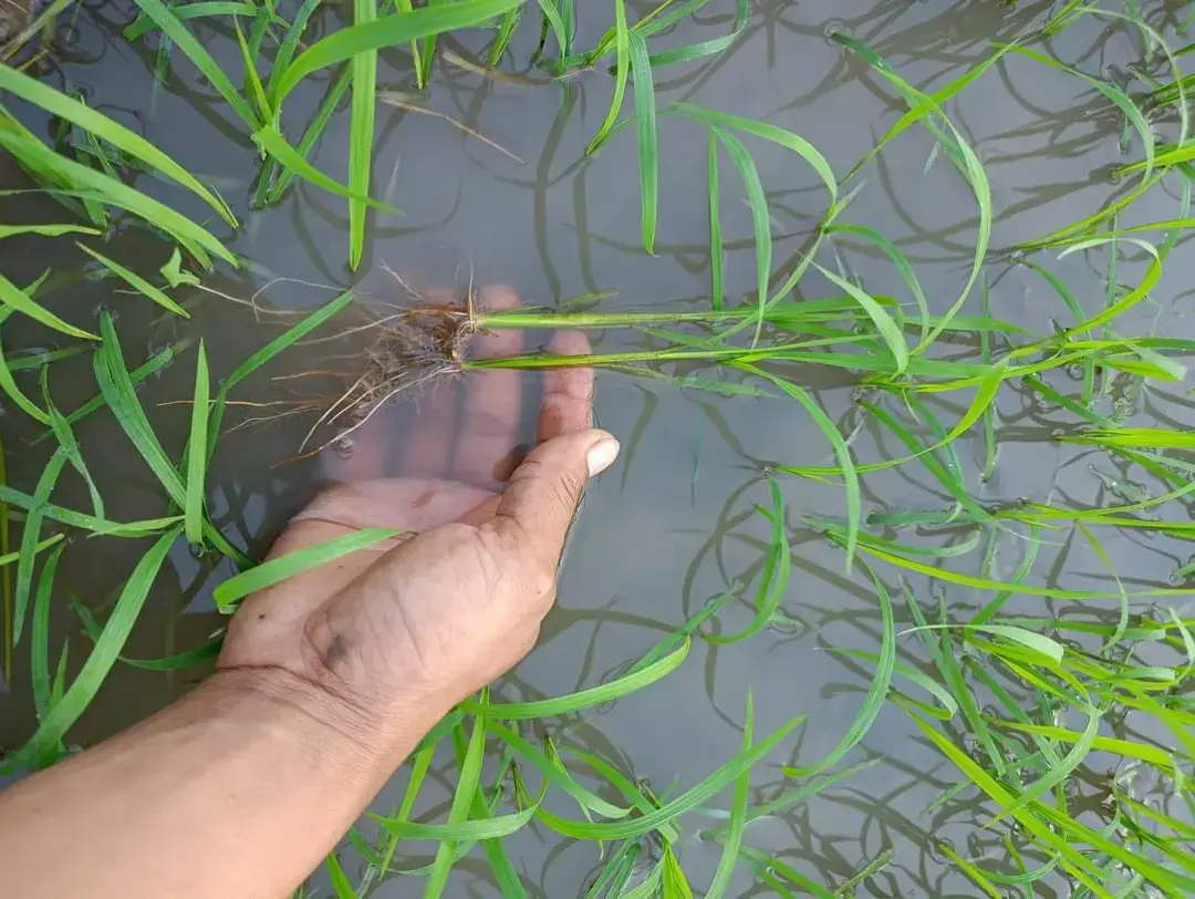 lúa 12 ngày chỉ xạ phân ure!