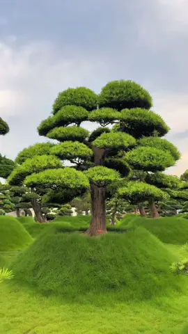 1 tác phẩm Tùng La Hán dáng trực lùn quá đẹp của nhà vườn ở tầm giá mềm 💰💰💰 #caycanhvip #tunglahan #tiktok #trending #xuhuong 