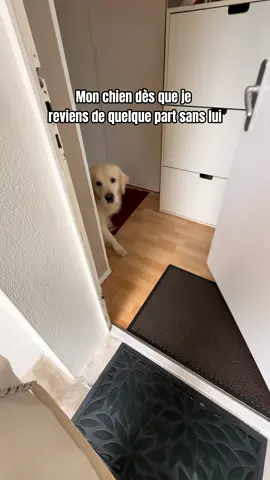 Même si c’était juste aller jeter les poubelles 😅 #goldenretriever 