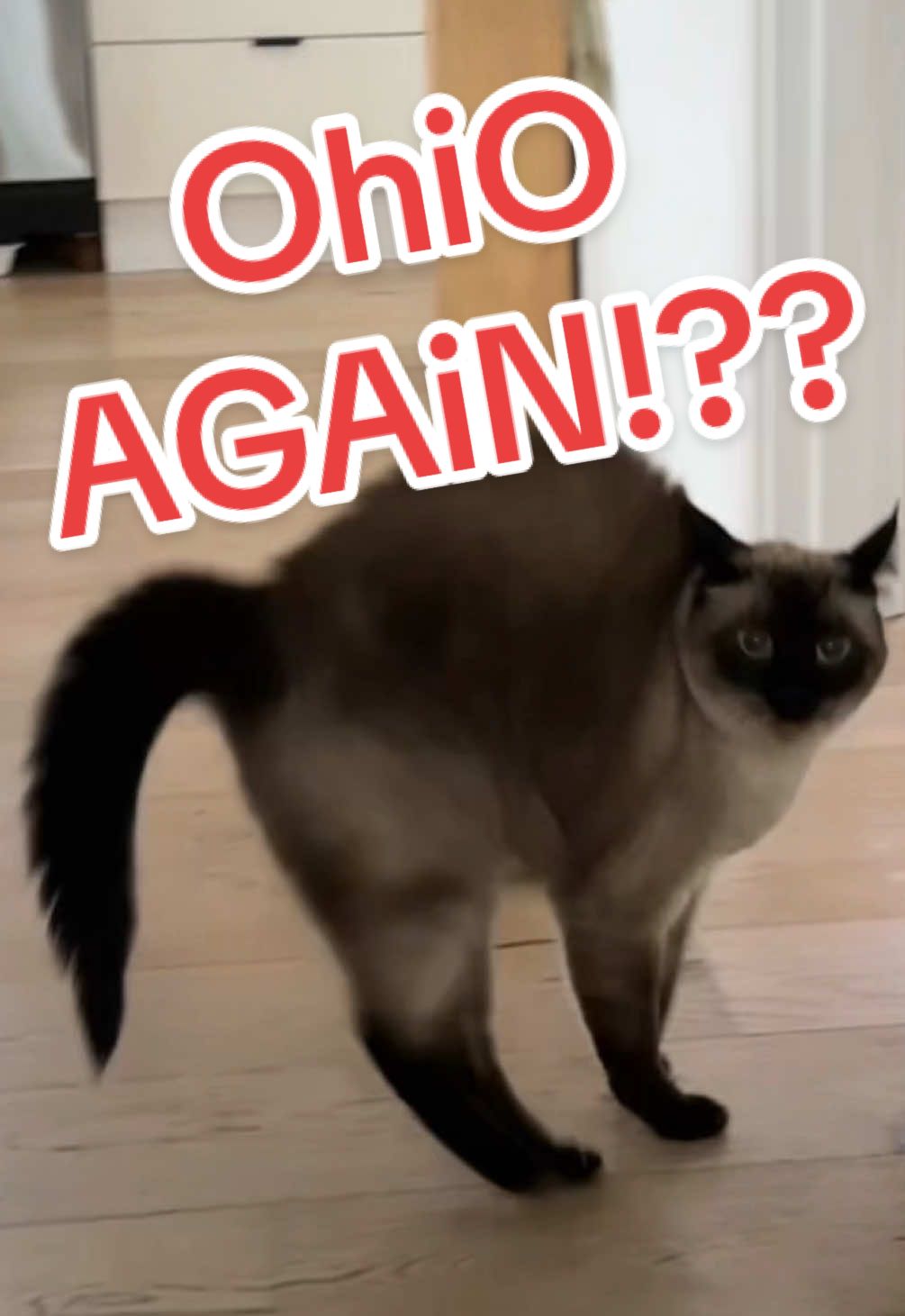 STiLL nO ohiO noooo LMOA #BAGAGWA #merv #catsoftiktok #fyp #ohio #siamese #charals #funnyvideo 