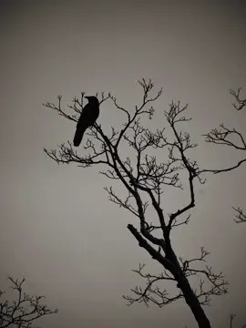 Sehat sehat manusia  yang mustahil kugapai, aku masih mencoba  mencari dirimu pada orang lain. #avengedsevenfold #sadvibes🥀  #warmnessonthesoul #Lirikvidio #fypage 