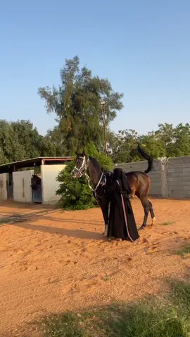 يعني كيف 🙂#مربط_اصايل_حايل #اكسبلورexplore #explore #