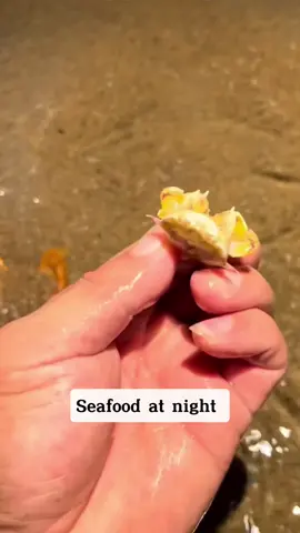 Take a walk on the beach and meet adorable animals #fish #oceanlife #fisherman #fishinglife 