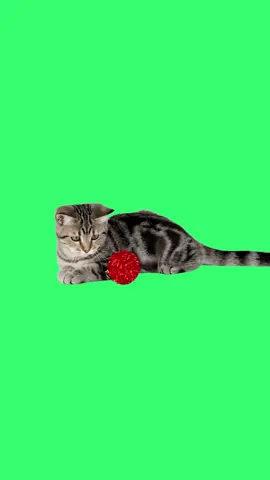 A Cute Kitty And His Ball | Green Screen #cat #cats #catsoftiktok #greenscreen #greenscreenvideo #kitten #fyp