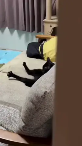 Ultimate chill mode activated! 🐱🛋️ This cat is stretched out on the couch like it pays the bills—living that laid-back life! #ChillCat #LivingTheLife #FelineRelaxation #TikTokCats #CouchKing #eyebleach