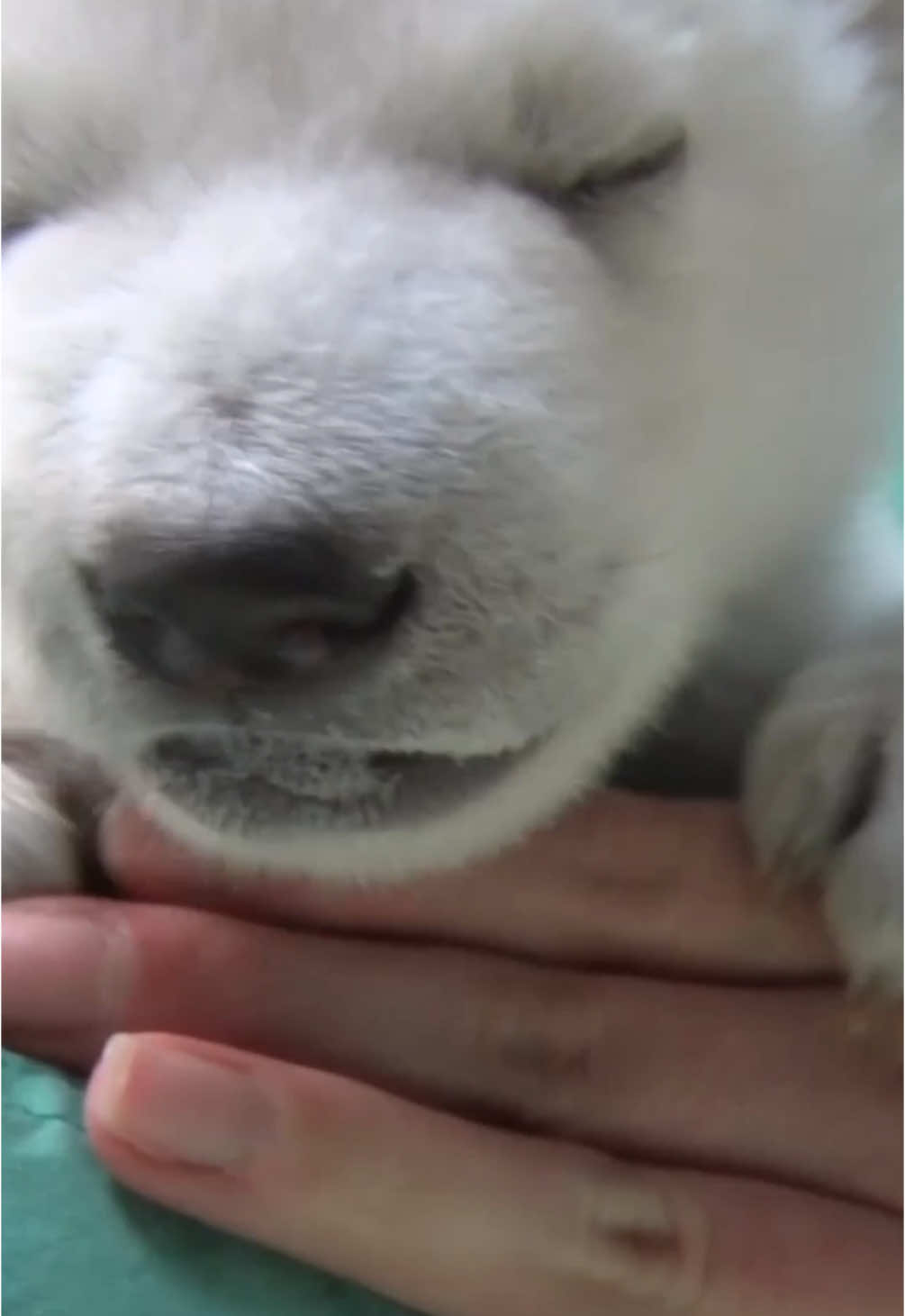 Happy bearthday Nora and Amelia Gray! The polar bear half-sisters are 8 and 9 this week.  #PolarBear #Cute #Animal #Cubs 