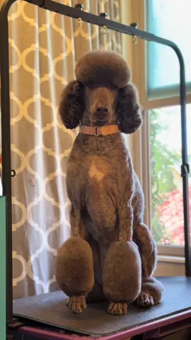 Love doing the miami on poodles #doggroomersoftiktok #standardpoodlesoftiktok #poodle