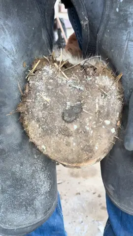 #hooftrimming #frogtrimming #bighooves #hoofporn #hooves #farriercontent #satisfying #hooftriming #farriertok #horsetok #hooftok #farriersoftiktok #oddlysatisfying #drafthorse 