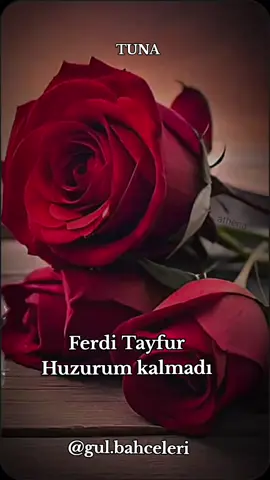 #guzelsarkilar  #guzelmuzikler  #ferditayfur  #huzurumkalmadi  #ferditayfursarkilari  #ferditayfurhayranları  #anlamlisarkilar  #anlamlivideolar  #guzelsozler  #anlamlisozler 