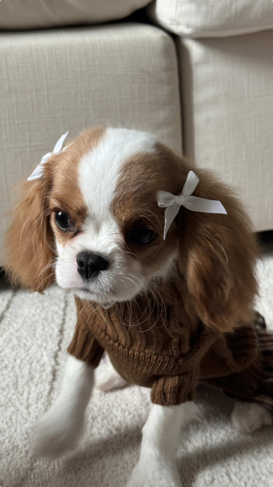 🐶 🎀 #cavalierkingcharles #puppy #coquette #dogclothes 