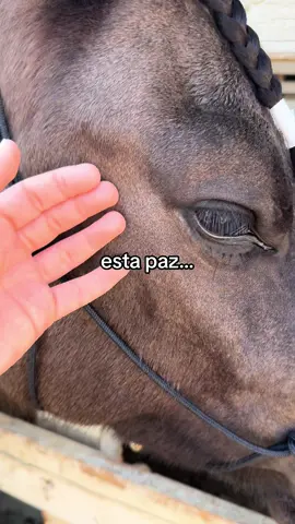 nada se compara #caballos #paz #horses 
