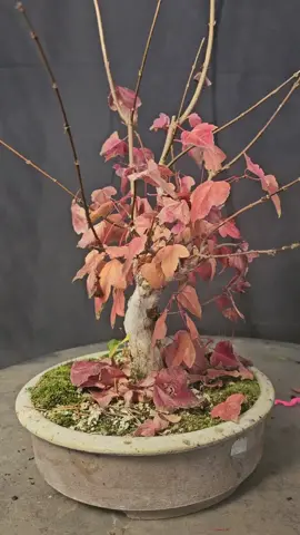 Doing some #fallwork on a #shohin #tridentmaple  just check out those colors. stopping to appreciate the seasons is one of my favorite parts of bonsai #盆栽 #beauty #treesoftiktok #community #bonsaitok #zeninbonsai #littletrees #seasons #seasonality 