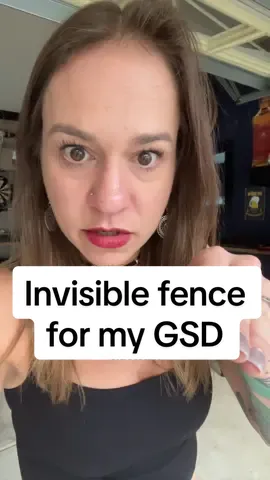 I’m so embarrassed 😬 #germanshepherd #gsd #invisiblefence 