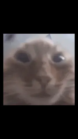 ah ah 🗣️ #catcore #snowstrippers #underyourspell #cats #catedit #foryou #sillycat 