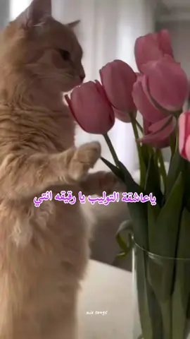 نقَية ينبت الَورد فِي خطوآتها.🌷🌷 #صباح_الخير #🌷 #تاغ  #لايك__explore___  #🌷🌷 #اجمل_المقاطع #ذوقي #يوم_الجمعه #صباحات #يابدع_الورد  #ورود #ازهار #توليب #tolip  #توليب_tulip #flawers 