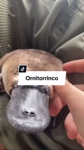 Ornitorrinco #animaisnotiktok #ornitorrinco #curiosidades #natureza #animais 