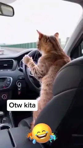 Ngeri sopirnya ugal2an🤣 #kucinglucu #funnycat #catlover #nyetirmobil #funnyvideos😂😂😂😂😂#komedikocak #videolucu 