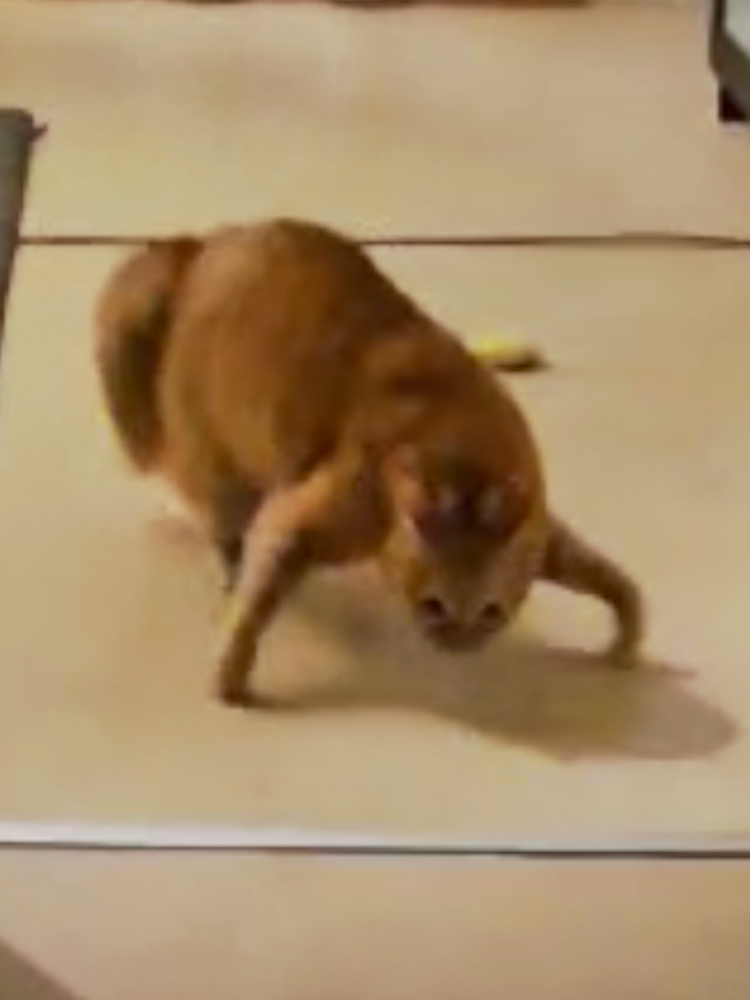 Replying to @lord_jinchuriki_official Nico likes to play chase and this is how he tries to start it. He has been doing it since he was a kitten 😂 #fyp #cats #orangecat 