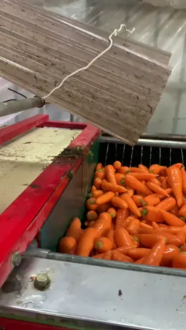 petani wortel 🥕🥕🥕  #fyppppppppppppppppppppppp #pertanianjepang🇯🇵🇲🇨 #indojepang🇲🇨🇯🇵 #kulijepang🇯🇵 