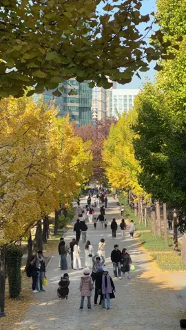 ใบไม้เปลี่ยนสีที่ Seoul Forest สวยแล้วนะคะ ใครมาปีนี้ไม่ทันปีหน้าต้องได้มาๆๆ #รีวิวเกาหลี #Seoul #Korea #Autumn 