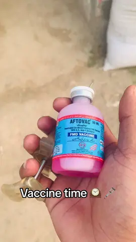 Vaccination time #vetdrnoman #vitalveterinaryclinic #educationalpurposes #foruyou #fyp #vet #veterinarian #cow 