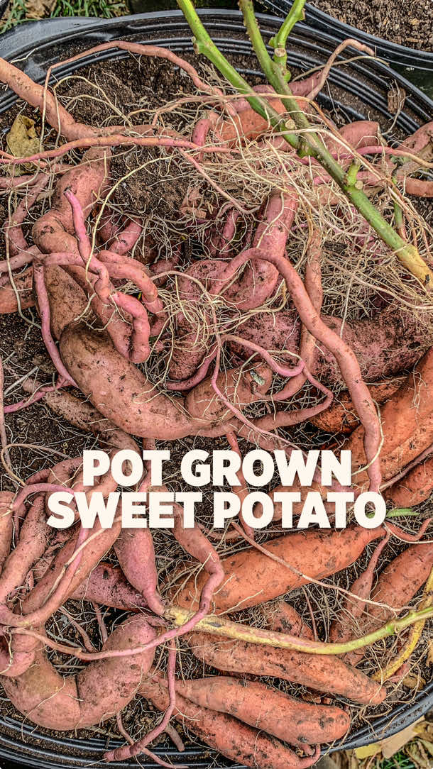 Overall a decent harvest of sweet potatoes grown in pots.  Considering that we grew these in odd locations including a narrow spot in between the green house and fence. This area doesn’t get much sunlight but we added trellises for the sweet potato vines to climb up. It got a bit of sunlight this way and we were still blessed with a harvest.  Given time, these plants would have grown much bigger. We do our best to work with what we have and with limited summer days in Canada, this is a win for us.  Next time we’ll try a different spot and see how that goes. #gardentok #fypシ゚ 
