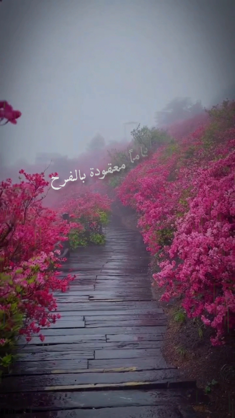 ........... 🌹🤲🏼🌹