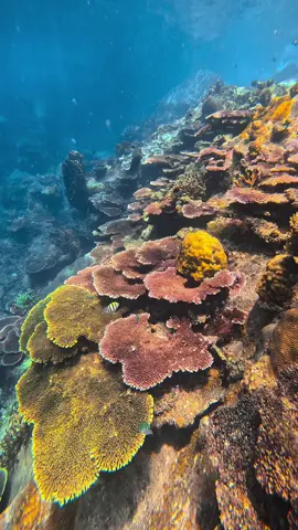 Terumbu karang adalah permata lautan, penuh warna dan kehidupan. (Coral reefs are the jewels of the ocean, filled with color and life.) #tiomanisland #tioman #pulautioman #fyp #tourismmalaysia #terumbukarang #coralreef #coral #oceanlife #aquaticlife #tiktokmalaysia #malaysiatiktok #fypシ #nature #gopro #colorful #color #naturebeauty #blueplanet #malaysi #pahang #scubadiving #sortemetstellascuba #fypage #flora #fauna #tiktokvideo 